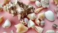 Sea Ã¢â¬â¹Ã¢â¬â¹animal shells like as maolluca and other, this is anature concept Royalty Free Stock Photo